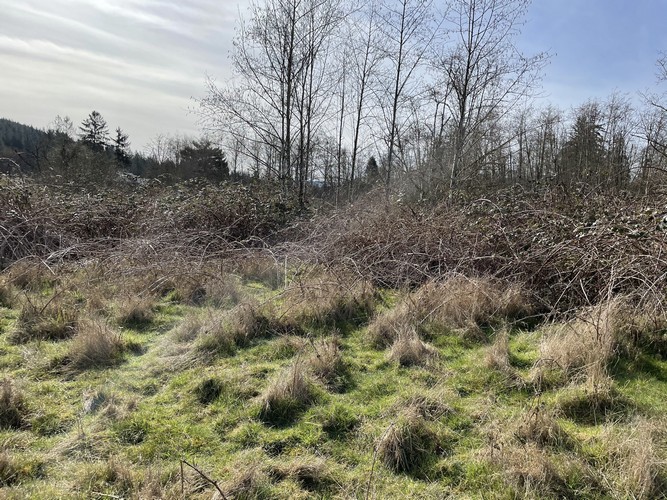 Brush Cutting/Mulching