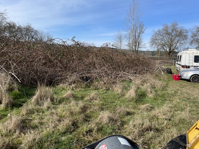 Brush Cutting/Mulching