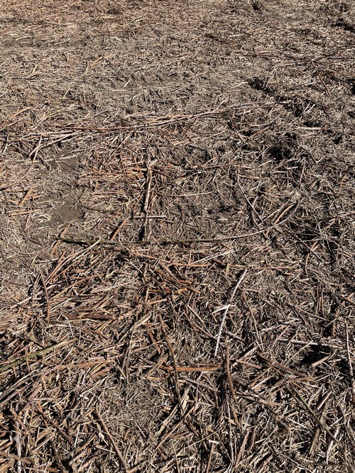 Brush Cutting/Mulching