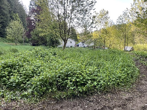 Brush Cutting/Mulching