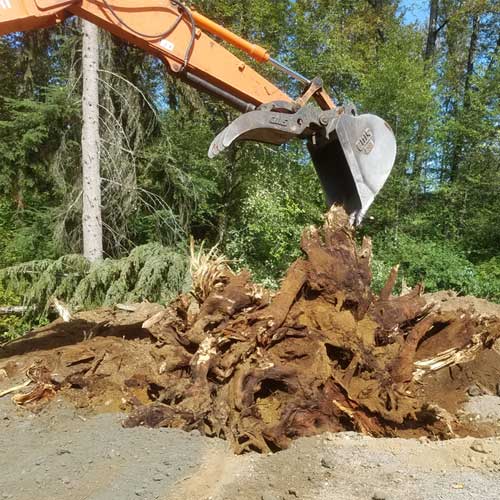 SERVICES_LandClearing_TreeStumps.jpg